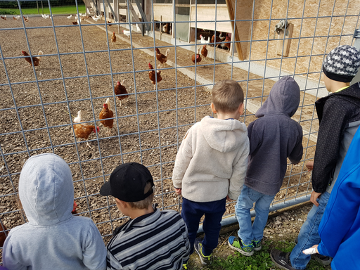 Besuch im Hühnerstall
