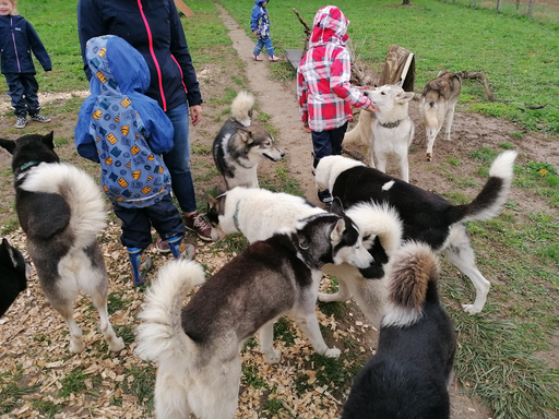 Husky-Zwingerbesuch