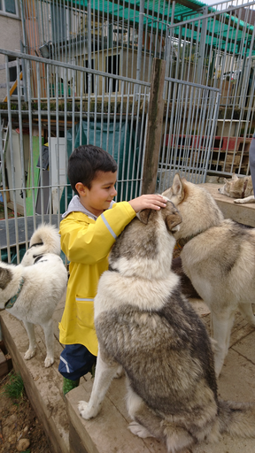 Husky-Zwingerbesuch