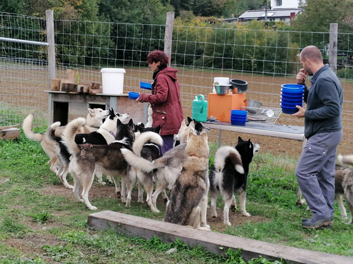 Husky-Zwingerbesuch