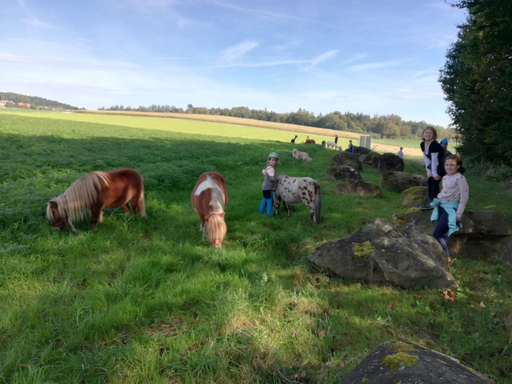 Alpakas und Hunde ausführen